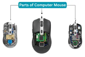 Parts of Computer Mouse